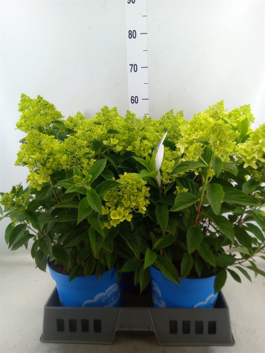 <h4>Hydrangea pan. 'Panama'</h4>