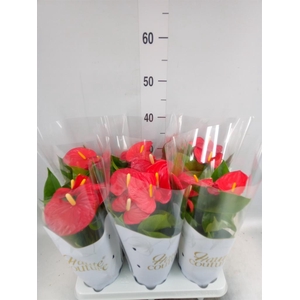 Anthurium andr. 'Esudo'