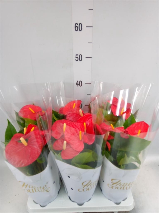 <h4>Anthurium andr. 'Esudo'</h4>