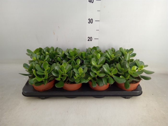 <h4>Crassula ovata</h4>