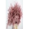 Coniferen Bs Antique Pink