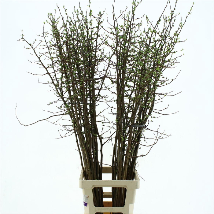 <h4>Chaenomeles Pink Double * New *</h4>