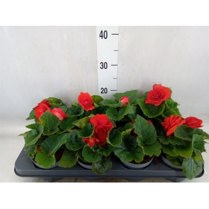 Begonia tuber. 'Fortune ScarletRed'