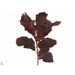 Quercus Rubra Klb Aubergine