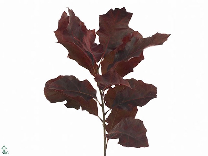 <h4>Quercus Rubra Klb Aubergine</h4>