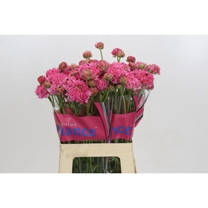 RANUNCULUS  'POODLE RAMLIA'