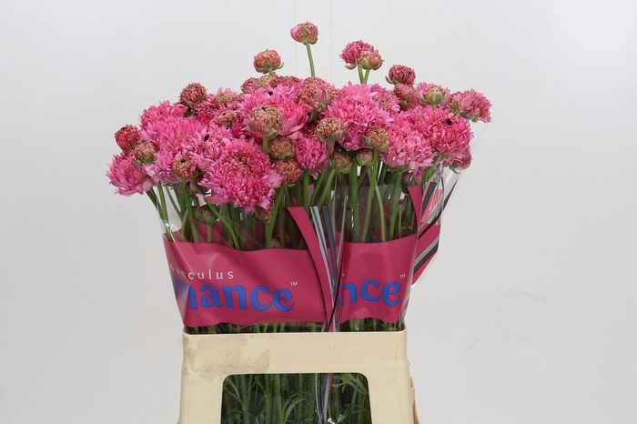 <h4>RANUNCULUS  'POODLE RAMLIA'</h4>
