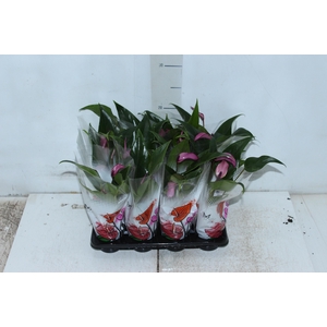 ANTHURIUM ROXO P06