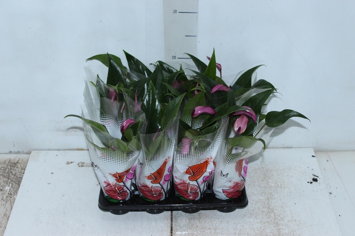 <h4>ANTHURIUM ROXO P06</h4>
