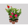 DIPLADENIA P15