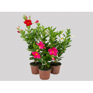 DIPLADENIA P15