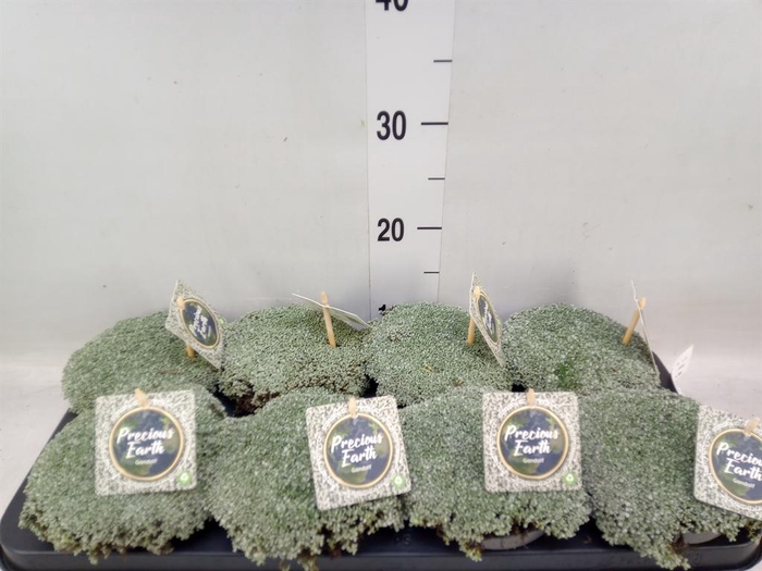 <h4>Raoulia australis</h4>