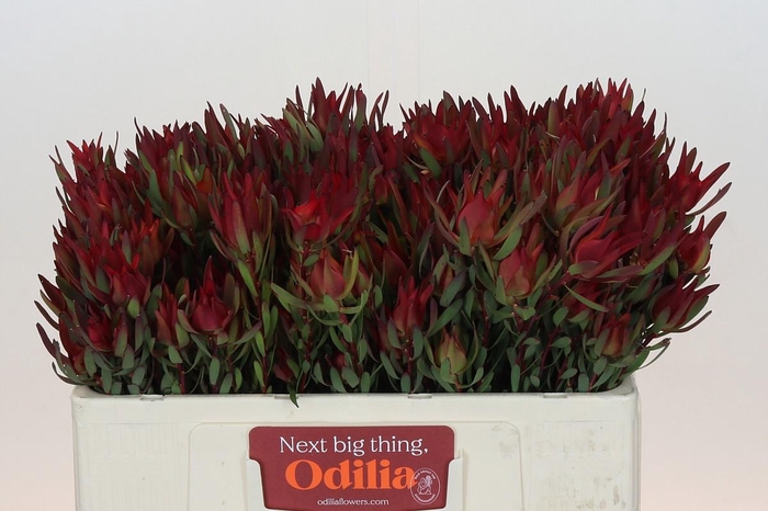 <h4>LEUCAD SAL BLUSH</h4>