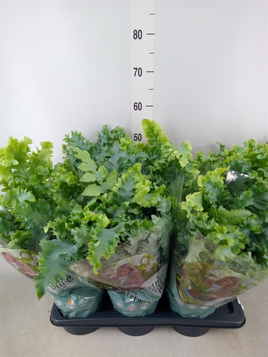 <h4>Phlebodium aureum 'Davana'</h4>