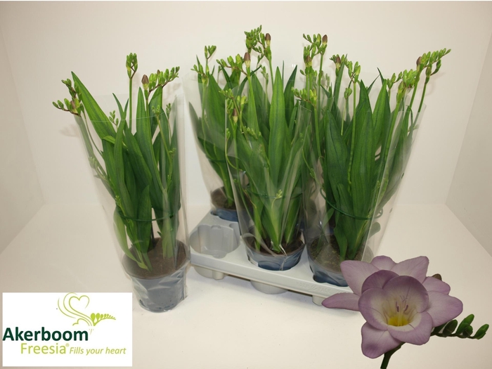 <h4>FREESIA OV</h4>