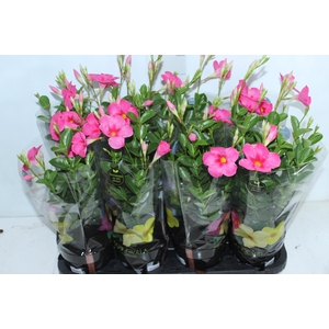 MANDEVILLA ROSE QUEEN P14 PREMIUM
