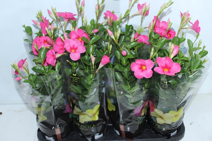 <h4>MANDEVILLA ROSE QUEEN P14 PREMIUM</h4>