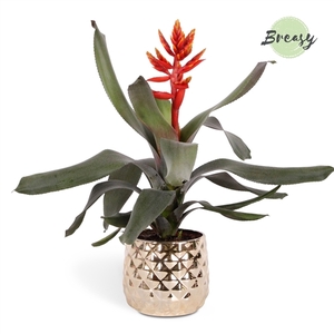 Aechmea Pepita Elegant Flames - 13cm in Royal Crown | Mimesis