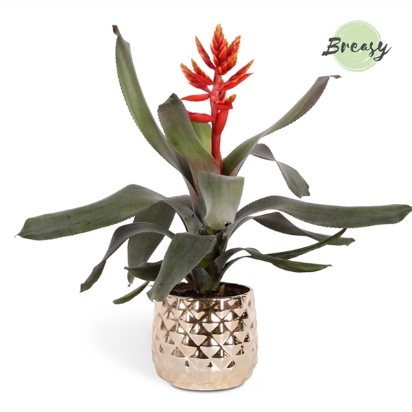 <h4>Aechmea Pepita Elegant Flames - 13cm in Royal Crown | Mimesis</h4>