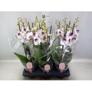 Phalaenopsis multi. 'FC Safe Haven'