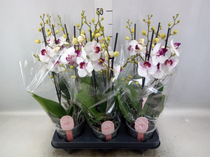 <h4>Phalaenopsis multi. 'FC Safe Haven'</h4>