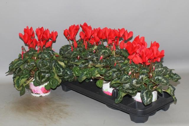 <h4>CYCL GR SUP XL</h4>