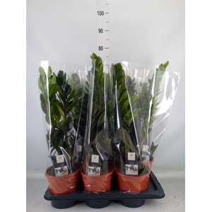 Zamioculcas zamiifolia 'Dowon'