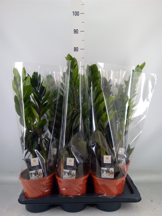 <h4>Zamioculcas zamiifolia 'Dowon'</h4>