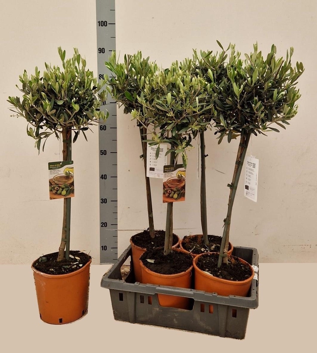 <h4>OLEA EUROPAEA</h4>