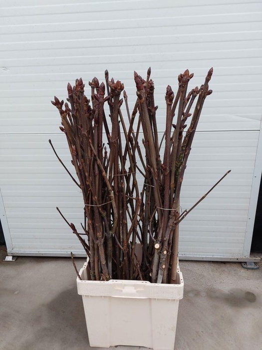 <h4>KASTANJE TAK</h4>