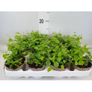 Ficus pumila 'White Sunny'