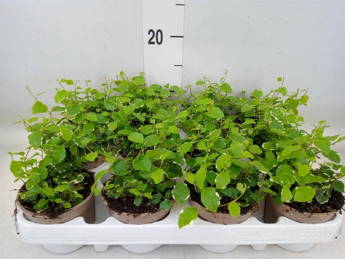 <h4>Ficus pumila 'White Sunny'</h4>