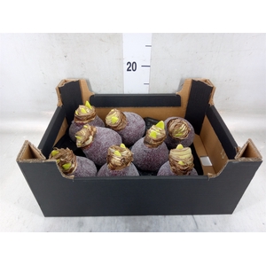 Hippeastrum   ...waxed H%