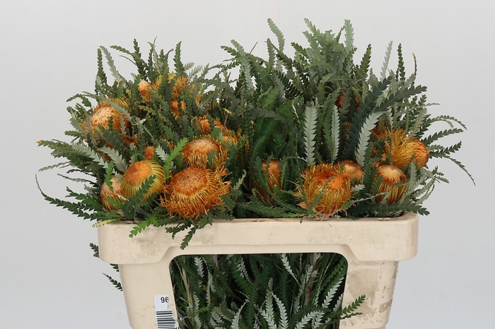 <h4>Banksia Dryandra</h4>