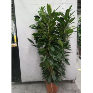Ficus cyathistipula