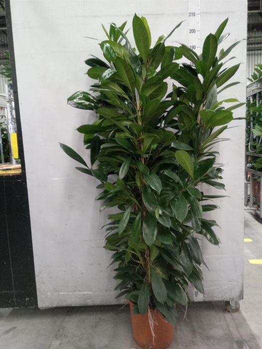 <h4>Ficus cyathistipula</h4>