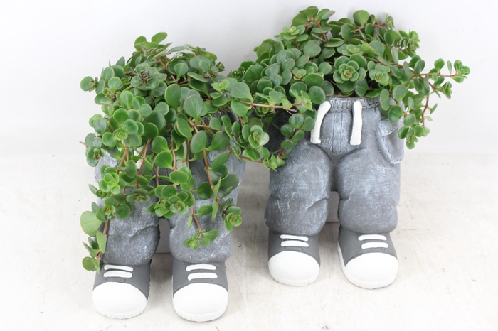 <h4>arr3 SN - Ker. spijkerbroek wallsit</h4>