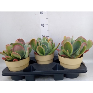 Kalanchoe NF   ...