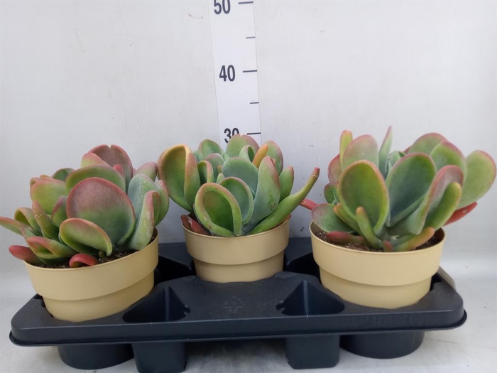<h4>Kalanchoe NF   ...</h4>