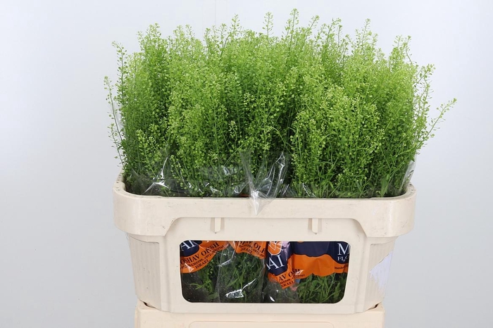 <h4>Lepidium Green Bell</h4>