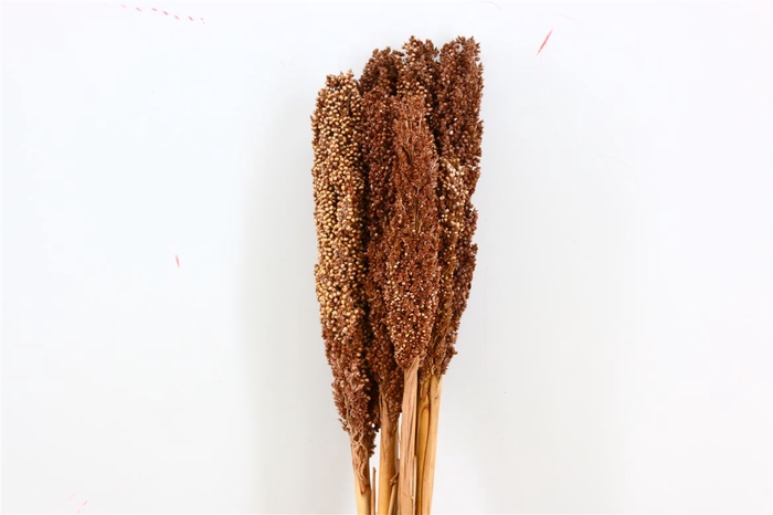 <h4>Dried Sorghum 6pc Brown Bunch</h4>