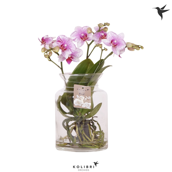 <h4>Kolibri Orchids Phalaenopsis Roots pink in glas stolp transp.</h4>
