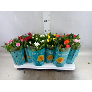 Rosa  'Beau Monde'   ...mix