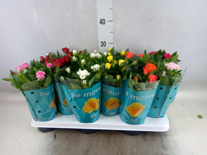<h4>Rosa  'Beau Monde'   ...mix</h4>
