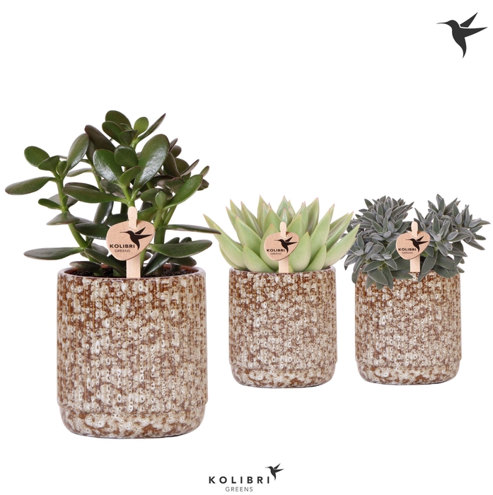 <h4>Kolibri Greens Succulenten mix in Jaguar pot</h4>