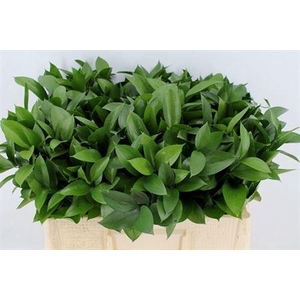 RUSCUS HYPOPHYLLUM