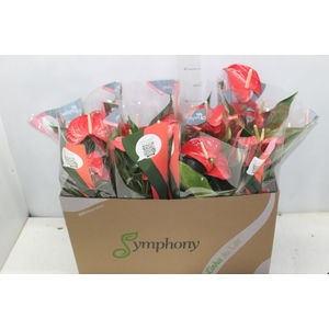 ANTHURIUM QUERIDA P15