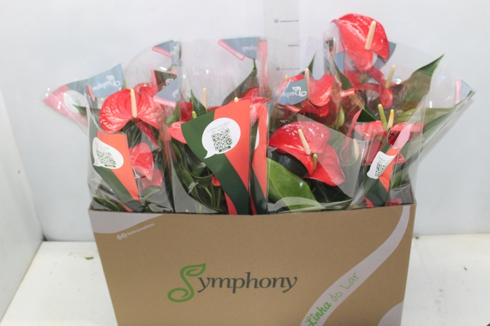 <h4>ANTHURIUM QUERIDA P15</h4>