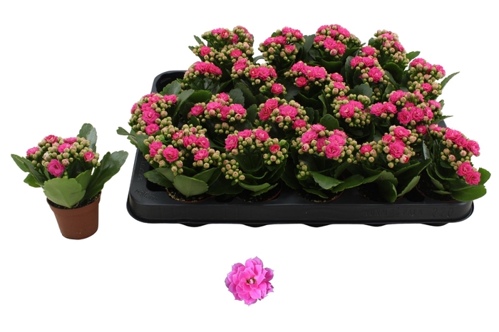 <h4>KAL GE NANDO PINK</h4>