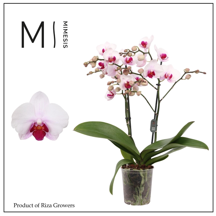 <h4>Phalaenopsis Cadi 2 spike - 12cm | Mimesis</h4>